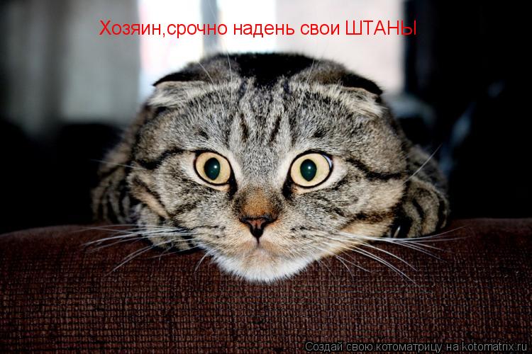 Хозяин,срочно надень свои ШТАНЫ... Котоматрица: Хозяин,срочно надень свои ШТАНЫ