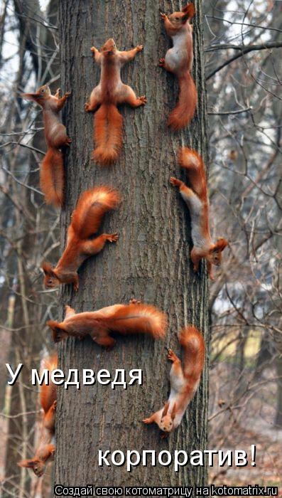 У медведя корпоратив!... Котоматрица: У медведя корпоратив!