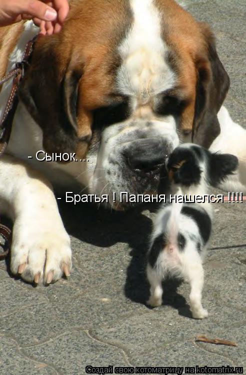 Котоматрица: - Сынок.... - Братья ! Папаня нашелся !!!!