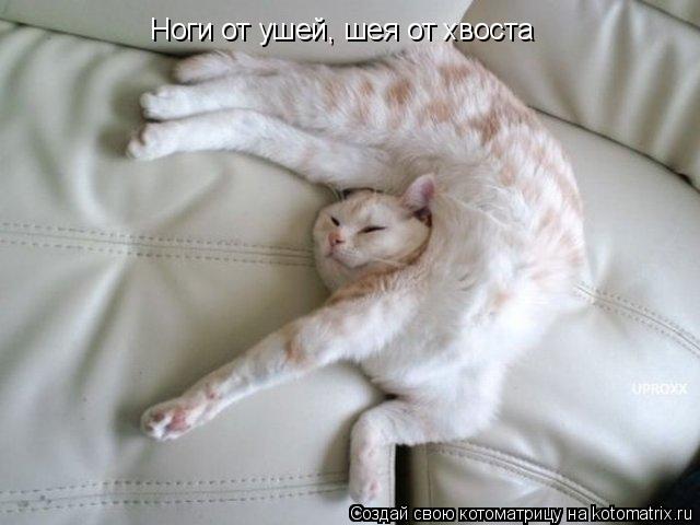 Ноги от ушей, шея от хвоста... Котоматрица: Ноги от ушей, шея от хвоста