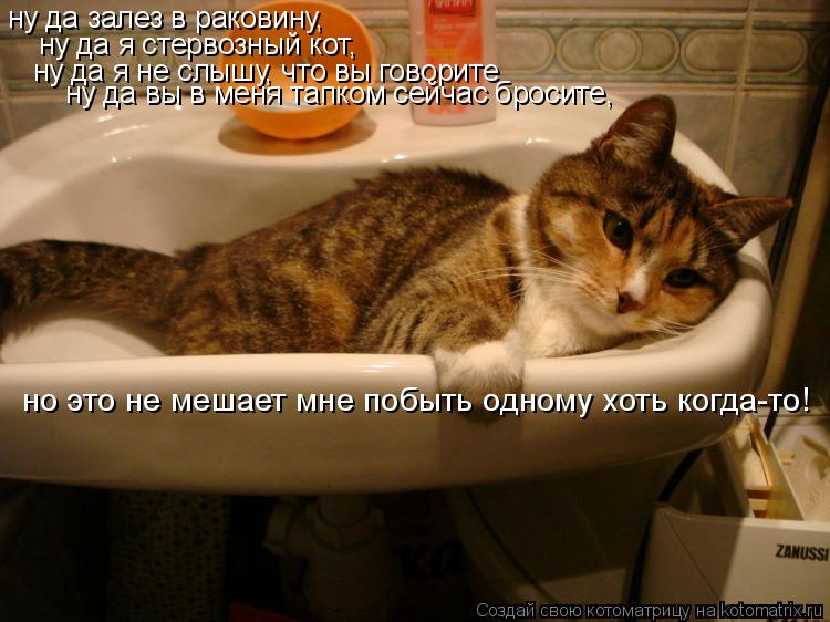 ну да залез в раковину, ну да я стервозный кот, ну да я не слышу, что вы говорите ну да вы в меня тап... Котоматрица: ну да залез в раковину, ну да я стервозный кот, ну да я не слышу, что вы говорите ну да вы в меня тапком сейчас бросите, но это не мешает мне поб