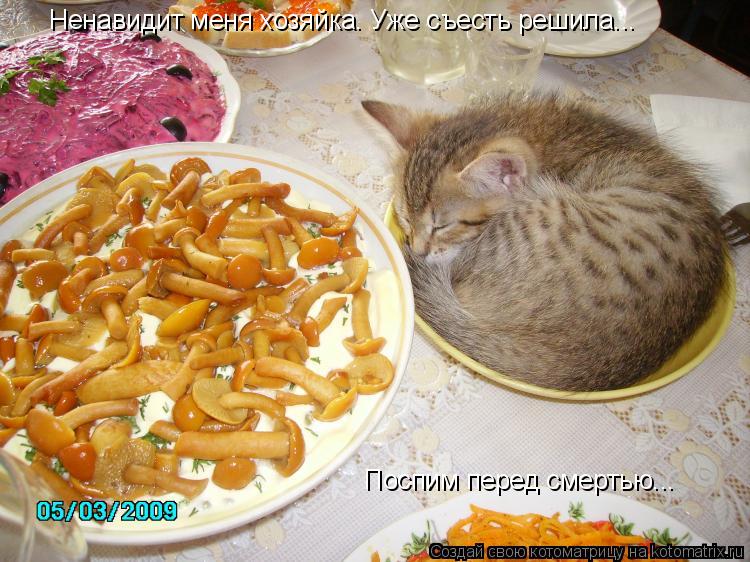 Ненавидит меня хозяйка. Уже съесть решила... Поспим перед смертью...... Котоматрица: Ненавидит меня хозяйка. Уже съесть решила... Поспим перед смертью...