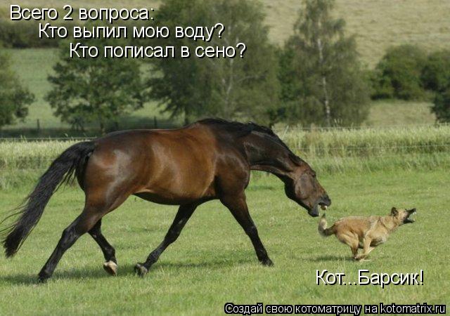 Котоматрица: Всего 2 вопроса: Кто выпил мою воду? Кто пописал в сено? Кот...Барсик!
