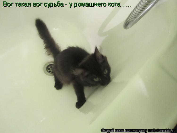 Котоматрица: Вот такая вот судьба - у домашнего кота ...... Вот такая вот судьба - у домашнего кота ......