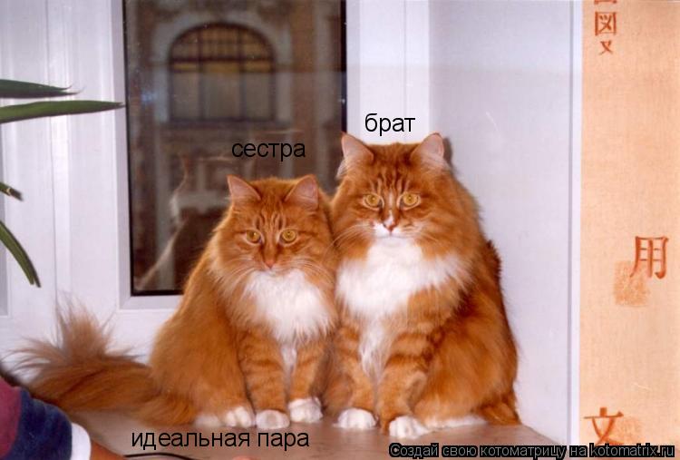 брат сестра идеальная пара... Котоматрица: брат сестра идеальная пара