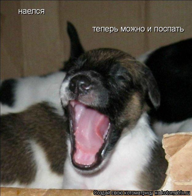 наелся теперь можно и поспать... Котоматрица: наелся теперь можно и поспать