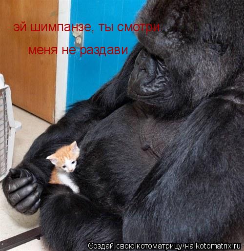Котоматрица: эй шимпанзе, ты смотри  меня не раздави