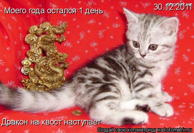 30.12.2011 Моего года остался 1 день Дракон на хвост наступает... Котоматрица: 30.12.2011 Моего года остался 1 день Дракон на хвост наступает