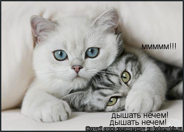 Котоматрица: ммммм!!! дышать нечем! дышать нечем!