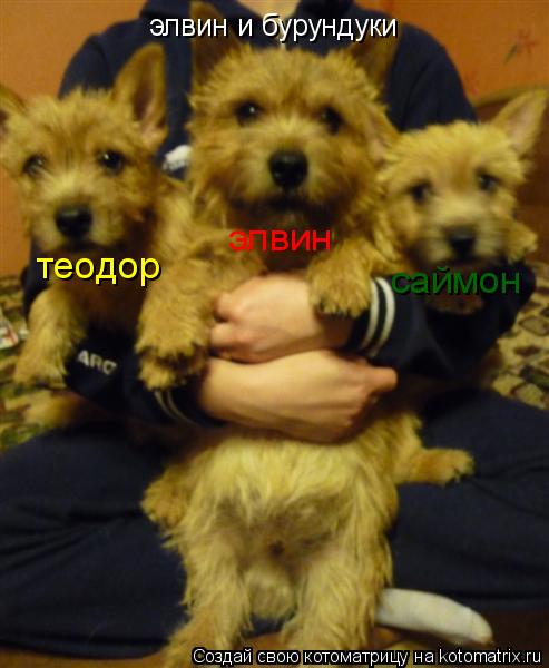 Котоматрица: элвин и бурундуки элвин  теодор саймон