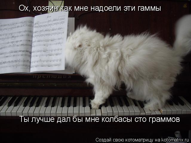 Котоматрица: Ох, хозяин как мне надоели эти гаммы Ты лучше дал бы мне колбасы сто граммов