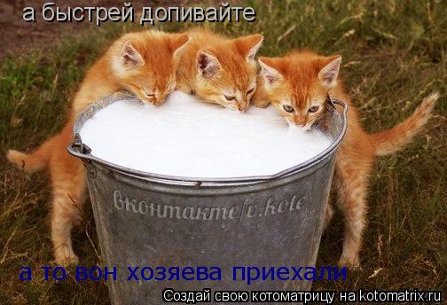 Котоматрица: а быстрей допивайте а то вон хозяева приехали