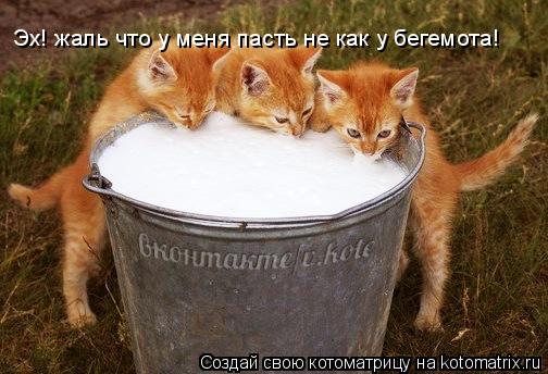 Котоматрица: Эх! жаль что у меня пасть не как у бегемота!
