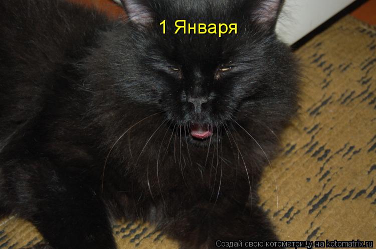 Котоматрица: 1 Января