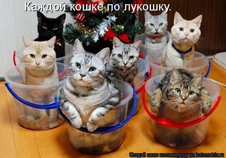 Каждой кошке по лукошку.... Котоматрица: Каждой кошке по лукошку.