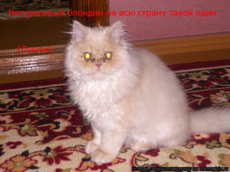Натуральный блондин на всю страну такой один (Пушок)... Котоматрица: Натуральный блондин на всю страну такой один (Пушок)