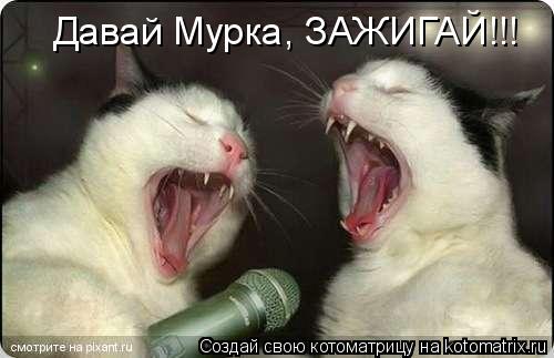 Давай Мурка, ЗАЖИГАЙ!!!... Котоматрица: Давай Мурка, ЗАЖИГАЙ!!!