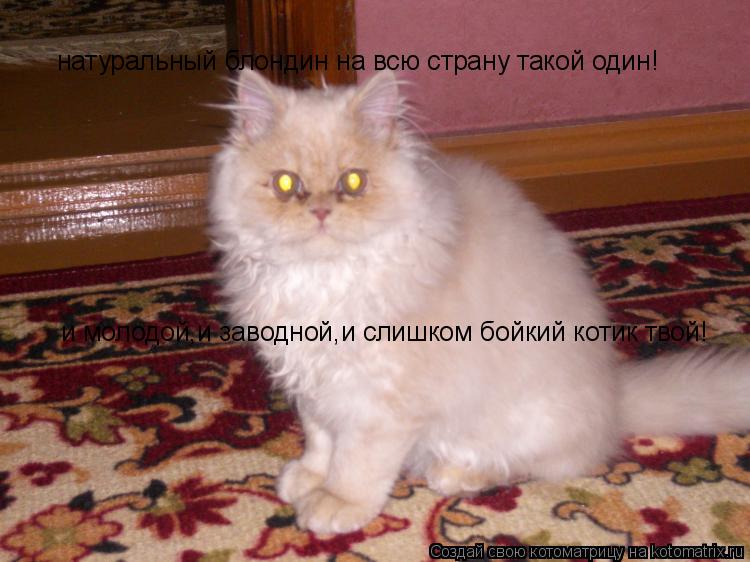 и молодой,и заводной,и слишком бойкий котик твой! натуральный блондин на всю страну такой один!... Котоматрица: и молодой,и заводной,и слишком бойкий котик твой! натуральный блондин на всю страну такой один!