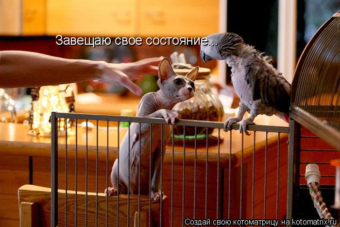 Котоматрица: Завещаю свое состояние...