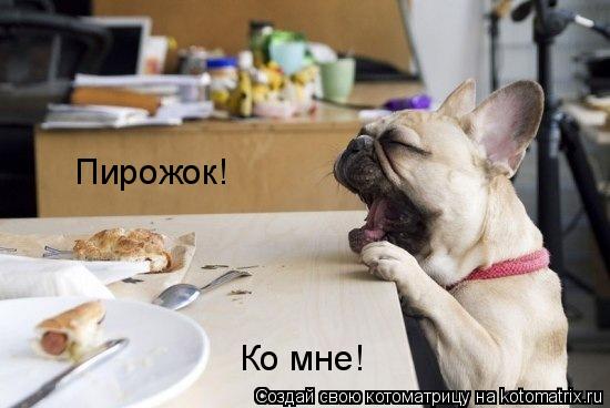 Пирожок! Ко мне!... Котоматрица: Пирожок! Ко мне!
