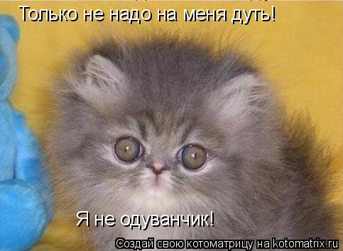 Только не надо на меня дуть! Я не одуванчик!... Котоматрица: Только не надо на меня дуть! Я не одуванчик!