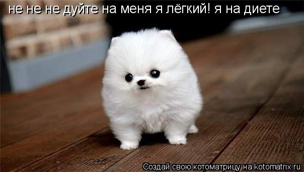 не не не дуйте на меня я лёгкий! я на диете... Котоматрица: не не не дуйте на меня я лёгкий! я на диете
