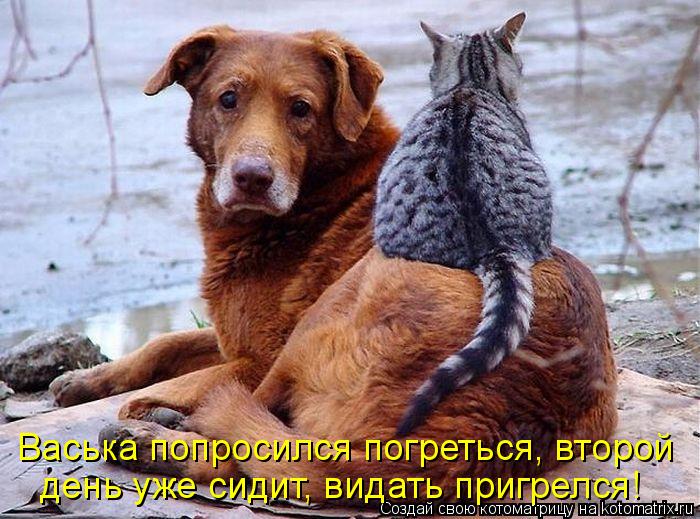 Котоматрица: Васька попросился погреться, второй день уже сидит, видать пригрелся!