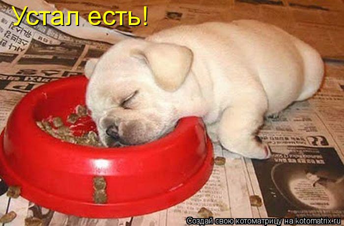 Котоматрица: Устал есть!