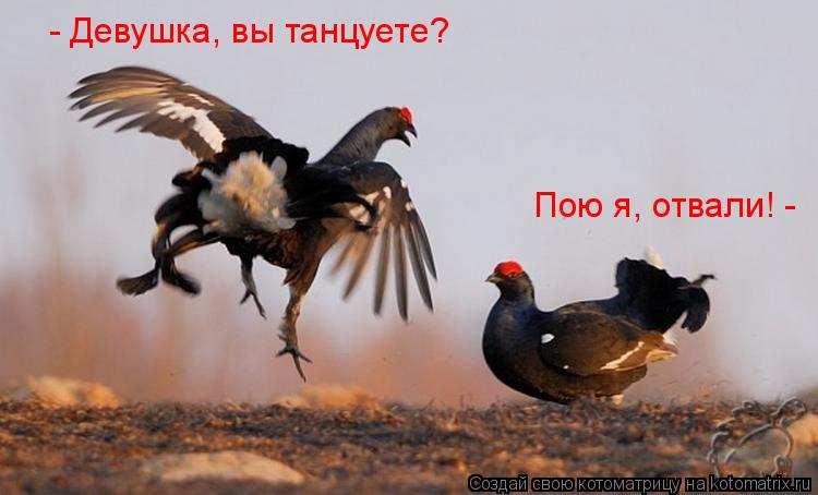 Котоматрица: - Девушка, вы танцуете? Пою я, отвали! -