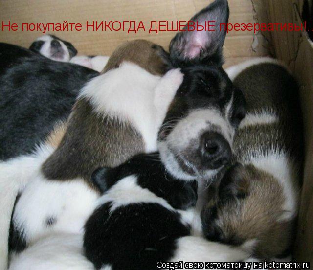 Котоматрица: Не покупайте НИКОГДА ДЕШЕВЫЕ презервативы!... Не покупайте НИКОГДА ДЕШЕВЫЕ презервативы!...