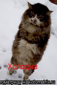 Котоматрица: Холодна