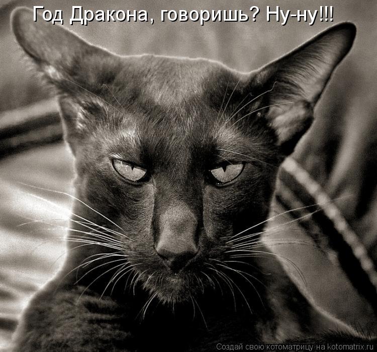 Год Дракона, говоришь? Ну-ну!!!... Котоматрица: Год Дракона, говоришь? Ну-ну!!!