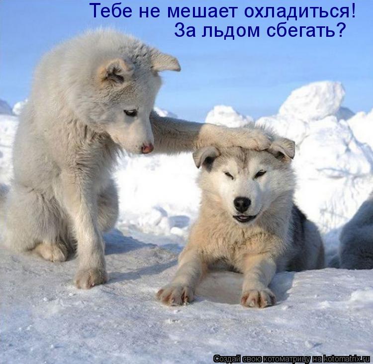 Тебе не мешает охладиться! За льдом сбегать?... Котоматрица: Тебе не мешает охладиться! За льдом сбегать?