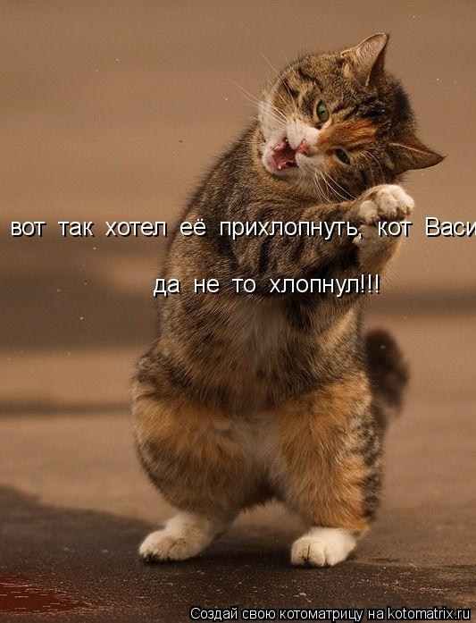 Котоматрица: вот  так  хотел  её  прихлопнуть,  кот  Василий да  не  то  хлопнул!!!