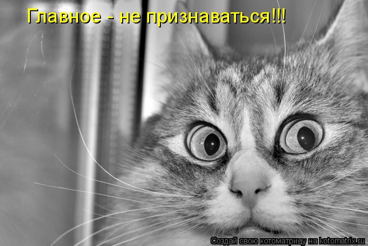 Котоматрица: Главное - не признаваться!!!