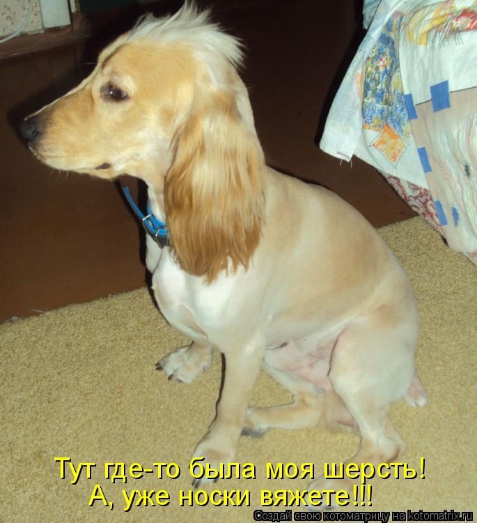 Тут где-то была моя шерсть! А, уже носки вяжете!!!... Котоматрица: Тут где-то была моя шерсть! А, уже носки вяжете!!!