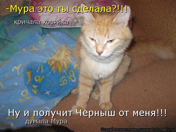 Котоматрица: Ну и получит Черныш от меня!!! -Мура это ты сделала?!!! кричала хозяйка думала Мура