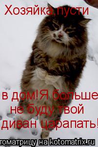 Котоматрица: Хозяйка,пусти в дом!Я больше  не буду твой  диван царапать!