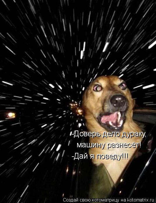 Котоматрица: -Доверь дело дураку,  машину разнесёт! -Дай я поведу!!!