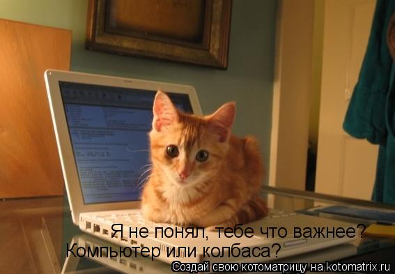 Я не понял, тебе что важнее? Компьютер или колбаса?... Котоматрица: Я не понял, тебе что важнее? Компьютер или колбаса?