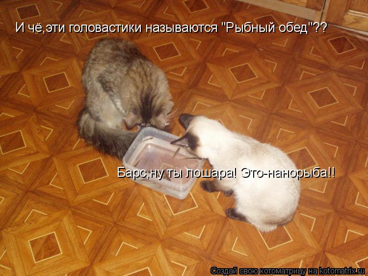 И чё,эти головастики называются "Рыбный обед"?? Барс,ну ты лошара! Это-нанорыба!!... Котоматрица: И чё,эти головастики называются "Рыбный обед"?? Барс,ну ты лошара! Это-нанорыба!!