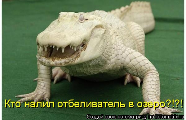 Кто налил отбеливатель в озеро?!?!... Котоматрица: Кто налил отбеливатель в озеро?!?!