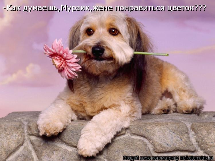 -Как думаешь,Мурзик,жене понравиться цветок???... Котоматрица: -Как думаешь,Мурзик,жене понравиться цветок???
