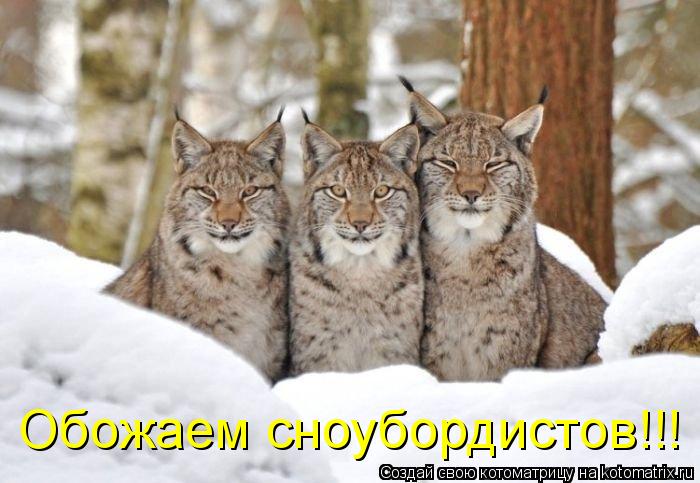 Обожаем сноубордистов!!!... Котоматрица: Обожаем сноубордистов!!!