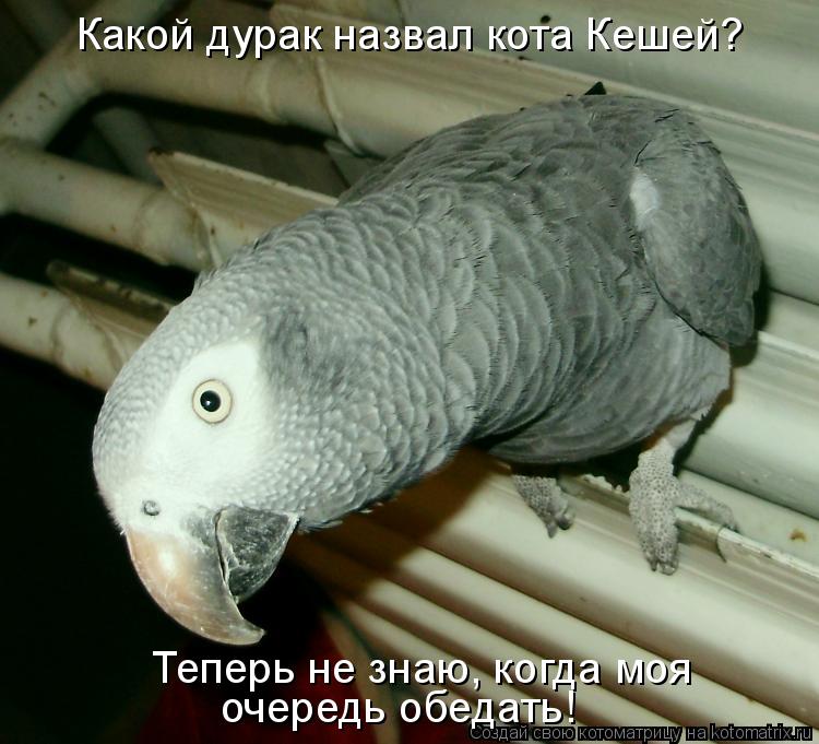 Какой дурак назвал кота Кешей? Теперь не знаю, когда моя очередь обедать!... Котоматрица: Какой дурак назвал кота Кешей? Теперь не знаю, когда моя очередь обедать!