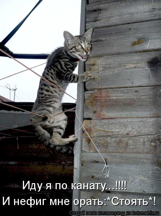И нефиг мне орать:*Стоять*! Иду я по канату...!!!!... Котоматрица: И нефиг мне орать:*Стоять*! Иду я по канату...!!!!