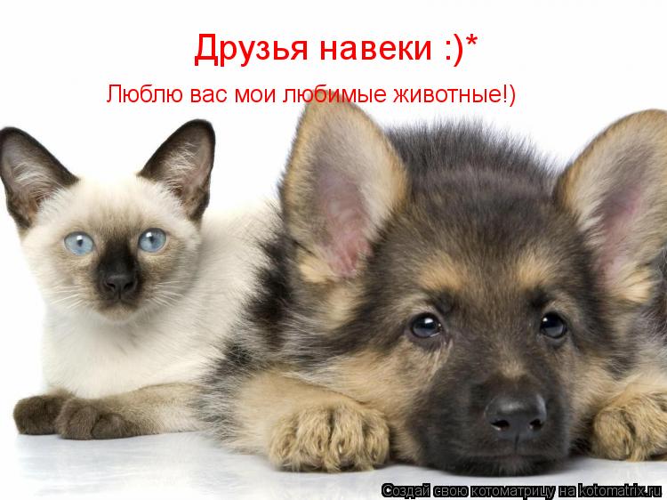 Котоматрица: Друзья навеки :)* Люблю вас мои любимые животные!)