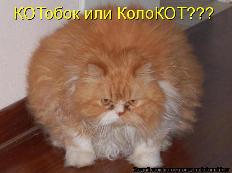КОТобок или КолоКОТ???... Котоматрица: КОТобок или КолоКОТ???
