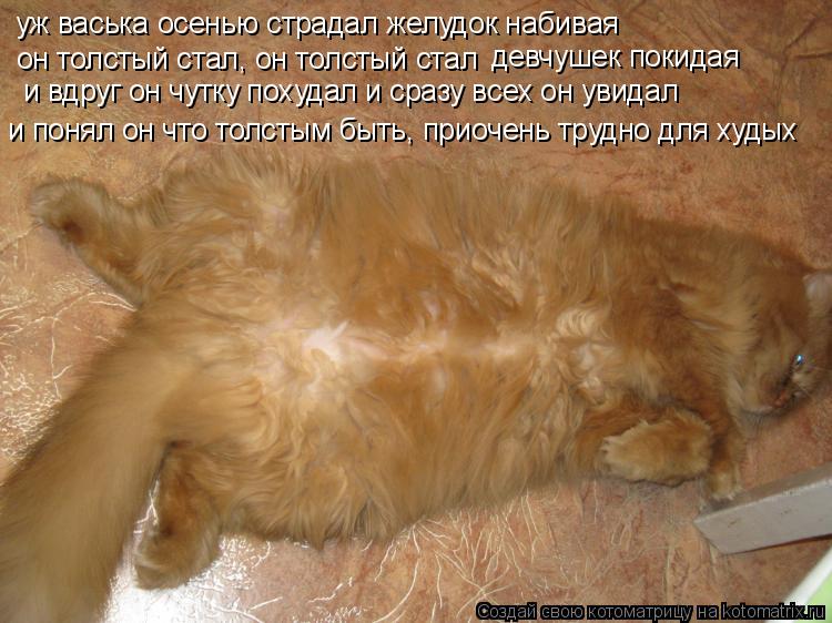 Котоматрица: уж васька осенью страдал желудок набивая он толстый стал, он толстый стал девчушек покидая и вдруг он чутку похудал и сразу всех он увидал и