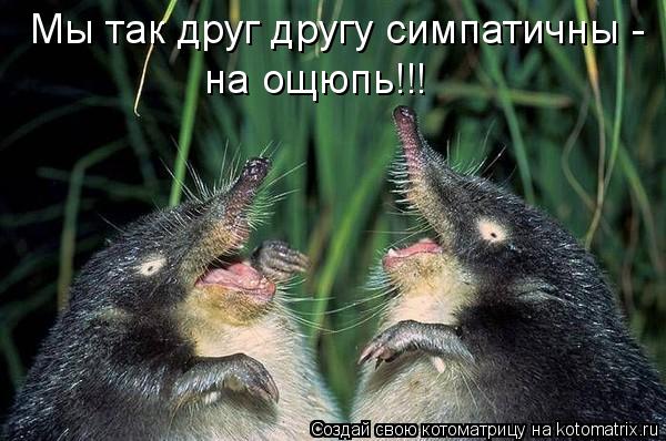 Мы так друг другу симпатичны - на ощюпь!!!... Котоматрица: Мы так друг другу симпатичны - на ощюпь!!!